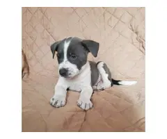 2 males and 1 female American Pit Bull Terrier puppies up for sale - 5