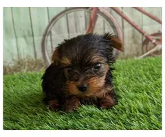 Two lovely Yorkshire Terrier puppies for sale - 1