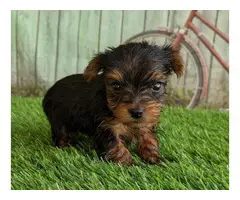 Two lovely Yorkshire Terrier puppies for sale - 2