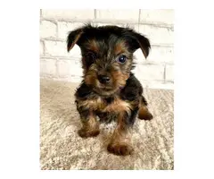 Two lovely Yorkshire Terrier puppies for sale - 3