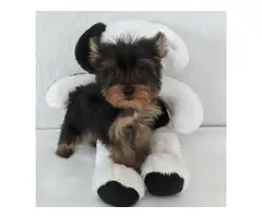 Two lovely Yorkshire Terrier puppies for sale - 4