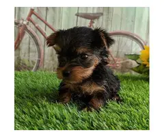 Two lovely Yorkshire Terrier puppies for sale - 5