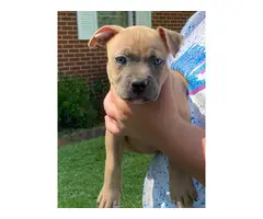 2 females American bully puppies left