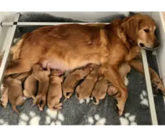 Golden retriever Puppies available for rehoming - 1