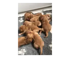 Golden retriever Puppies available for rehoming - 2