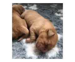 Golden retriever Puppies available for rehoming - 3