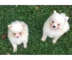 Two cream girls, and a chocolate tan boy Pomeranian puppies for sale - 1