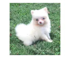 Two cream girls, and a chocolate tan boy Pomeranian puppies for sale - 2