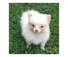 Two cream girls, and a chocolate tan boy Pomeranian puppies for sale - 3