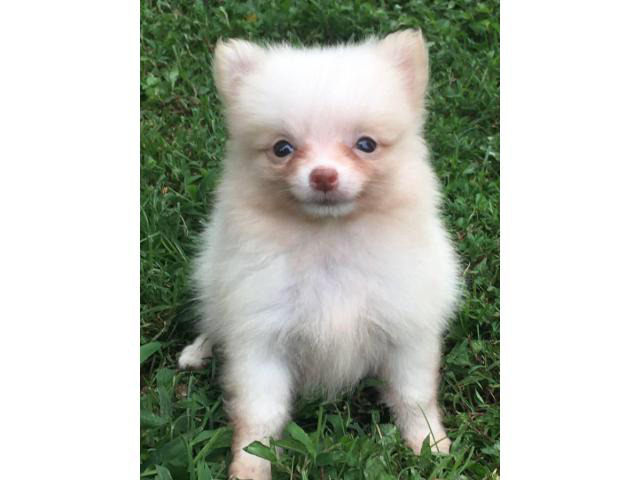 Two cream girls, and a chocolate tan boy Pomeranian puppies for sale ...