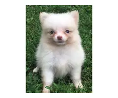 Two cream girls, and a chocolate tan boy Pomeranian puppies for sale - 4