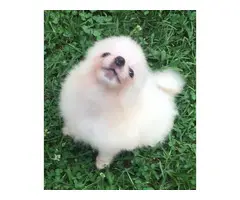 Two cream girls, and a chocolate tan boy Pomeranian puppies for sale - 6