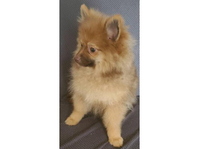 Two cream girls, and a chocolate tan boy Pomeranian puppies for sale in