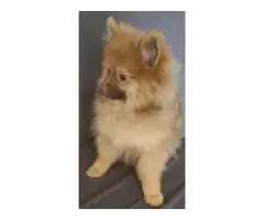 Two cream girls, and a chocolate tan boy Pomeranian puppies for sale - 7
