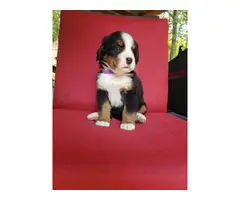 AKC registered Bernese Mountain Dog puppies