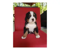 AKC registered Bernese Mountain Dog puppies - 2