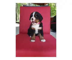 AKC registered Bernese Mountain Dog puppies - 3