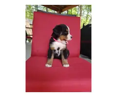 AKC registered Bernese Mountain Dog puppies - 4