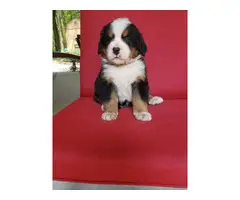 AKC registered Bernese Mountain Dog puppies - 5