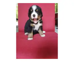 AKC registered Bernese Mountain Dog puppies - 6