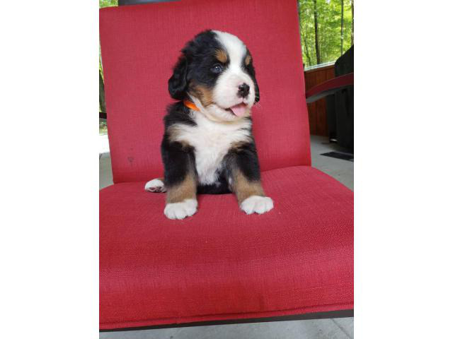 AKC registered Bernese Mountain Dog puppies in Kalamazoo, Michigan - Puppies for Sale Near Me