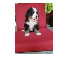 AKC registered Bernese Mountain Dog puppies - 7