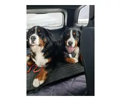 AKC registered Bernese Mountain Dog puppies - 8