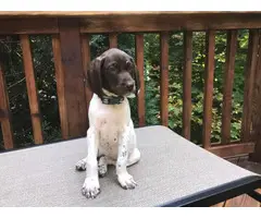 Two cute liver GSP female puppies available for adoption