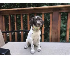 Two cute liver GSP female puppies available for adoption - 2