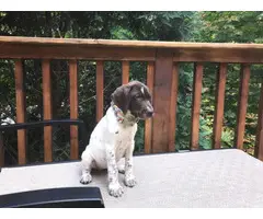 Two cute liver GSP female puppies available for adoption - 3