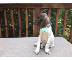 Two cute liver GSP female puppies available for adoption - 4