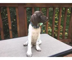 Two cute liver GSP female puppies available for adoption - 5