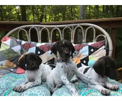 Two cute liver GSP female puppies available for adoption - 6