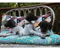 Two cute liver GSP female puppies available for adoption - 7