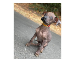 xoloitzcuintli puppiessalenearme