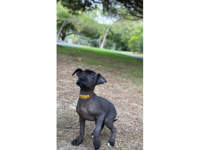 xoloitzcuintli toy size for sale