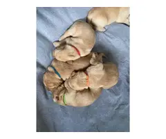 4 beautiful yellow lab puppies for sale