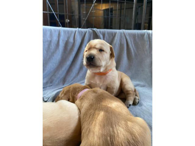 4 beautiful yellow lab puppies for sale in Rapid City, South Dakota - Puppies for Sale Near Me
