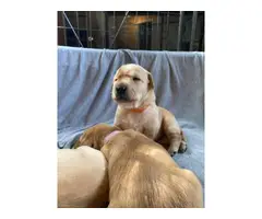4 beautiful yellow lab puppies for sale - 2