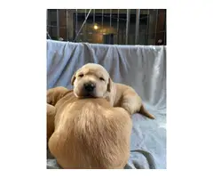 4 beautiful yellow lab puppies for sale - 3