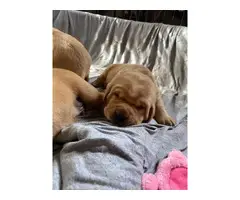 4 beautiful yellow lab puppies for sale - 4