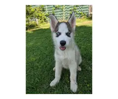 Two beautiful husky puppies for sale