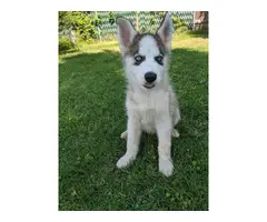Two beautiful husky puppies for sale - 2