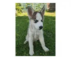 Two beautiful husky puppies for sale - 3
