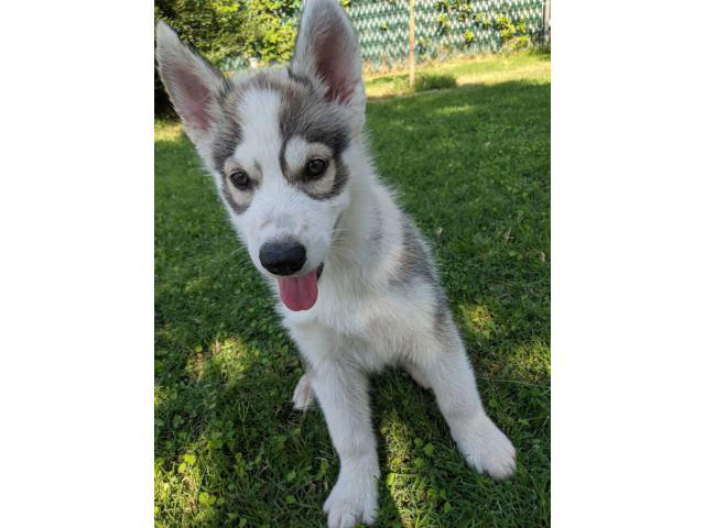 Two beautiful husky puppies for sale in Sacramento ...