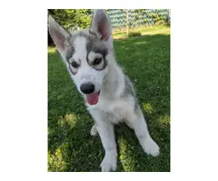 Two beautiful husky puppies for sale - 4