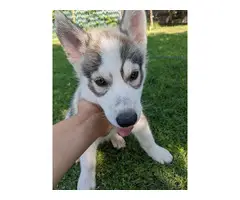 Two beautiful husky puppies for sale - 5