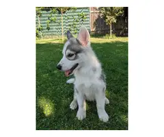 Two beautiful husky puppies for sale - 6