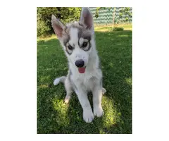 Two beautiful husky puppies for sale - 7