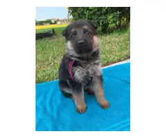 3 German Shepard  puppies ready for their new homes